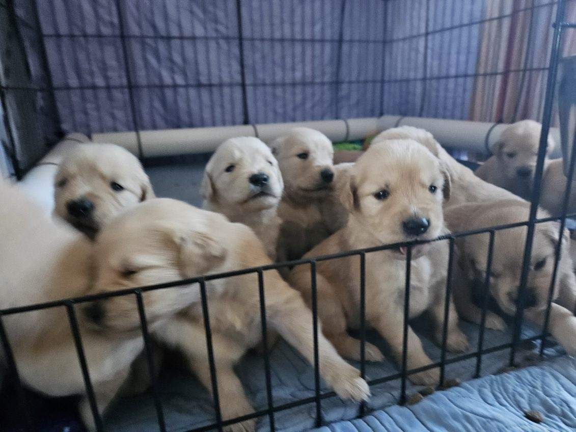 Akc Golden retriever puppies for sale