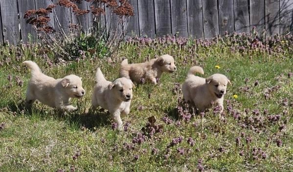 Akc Golden retriever puppy for sale