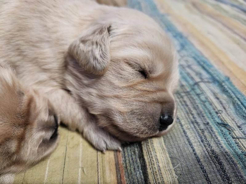 Akc Golden retriever puppy for sale
