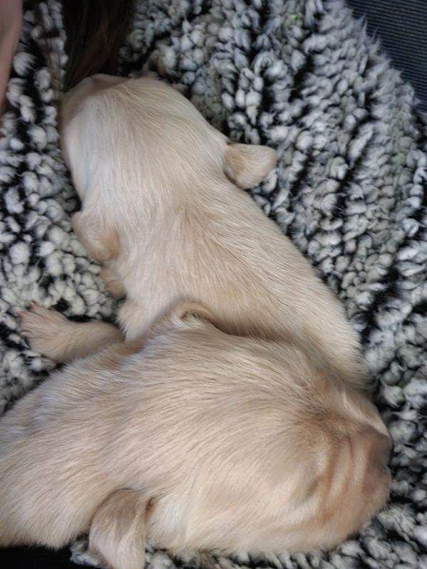Akc Golden retriever puppy for sale
