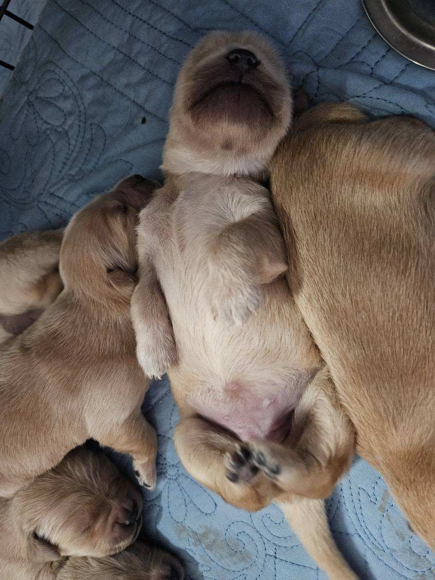 Akc Golden retriever puppy for sale