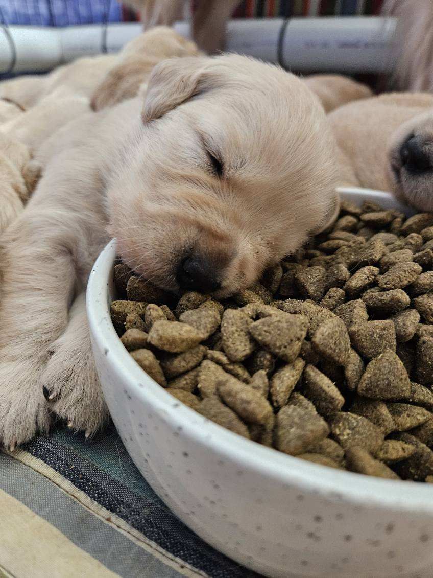 Akc Golden retriever puppy for sale Cute golden puppy