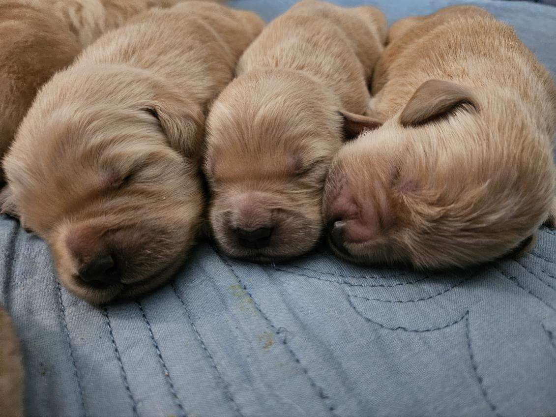 Akc Golden retriever puppy for sale Akc champion sired