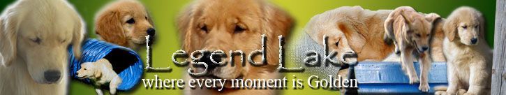 Golden retriever, akc, Breeder, legend golden retrievers, AKC, Breeder, AKC breeder, AKC breeder of Merit, Legend, Legenddogs, Legend Goldens, Legend golden retrievers, golden retriever, golden retriever puppies, golden retriever puppies for sale, golden retriever puppy, english cream golden retriever, mini golden retriever, red golden retriever, black golden retriever, white golden retriever, golden retriever puppies for sale near me, golden retriever puppies near me, english golden retriever, golden retriever price, golden retriever doggy, golden retriever for sale, golden retriever lifespan, miniature golden retriever, golden retriever breeders, baby golden retriever, cute golden retriever, golden retriever baby, golden retriever bf, golden retriever breeders near me, golden retriever dog, golden retriever near me, golden retriever vs labrador, puppy golden retriever, red golden retriever puppies, American golden retriever, golden retriever colors, golden retriever puppy near me, canadian golden retriever, cream golden retriever, field golden retriever, golden retriever breeder, golden retriever for sale near me, golden retriever puppies ohio, golden retriever weight, brown golden retriever, dark golden retriever, english cream golden retriever puppies for sale, golden retriever boy, golden retriever breeder near me, golden retriever energy, golden retriever personality, golden retriever pup for sale, golden retriever puppies nc, golden retriever puppy for sale, labrador vs golden retriever
AKC, Breeder, AKC breeder, AKC breeder of Merit, Legend, Legenddogs, Legend Goldens, Legend golden retrievers, golden retriever puppies, golden retriever puppies for sale, golden retriever puppy, golden retriever puppies for sale near me, golden retriever puppies near me, puppy golden retriever, red golden retriever puppies, golden retriever puppy near me, golden retriever puppies ohio, english cream golden retriever puppies for sale, golden retriever puppies nc, golden retriever puppy for sale, golden retriever puppies for sale $200, white golden retriever puppies, cute golden retriever puppies, english cream golden retriever puppies, golden retriever puppies indiana, golden retriever puppies mn, golden retriever puppies wisconsin, golden retriever puppy price, puppy for sale golden retriever, english golden retriever puppies, golden retriever puppies az, golden retriever puppies colorado, golden retriever puppies florida, golden retriever puppies georgia, golden retriever puppies oregon, golden retriever puppy for sale near me, labrador puppy vs golden retriever, red golden retriever puppies for sale, akc golden retriever puppies, golden retriever puppies iowa, golden retriever puppies price, black golden retriever puppy, cute golden retriever puppy, golden retriever puppies near me for sale, golden retriever puppies virginia, labrador golden retriever puppy, royal canin golden retriever puppy, cream golden retriever puppies, golden retriever puppies alabama, golden retriever puppies ct, golden retriever puppies houston, golden retriever puppies illinois, golden retriever puppies maine, golden retriever puppies michigan, golden retriever puppies photos, golden retriever puppies san diego, golden retriever puppies texas, golden retriever puppy photos, newborn golden retriever puppies, golden retriever puppies for sale in michigan, golden retriever puppies in michigan, golden retriever puppies for sale in ohio, AKC, Breeder, AKC breeder, AKC breeder of Merit, Legend, Legenddogs, Legend Goldens, Legend golden retrievers, , golden retriever puppies for sale, golden retriever puppies for sale near me, golden retriever for sale, golden retriever for sale near me, english cream golden retriever puppies for sale, golden retriever pup for sale, golden retriever puppy for sale, golden retriever puppies for sale $200, puppy for sale golden retriever, golden retriever puppy for sale near me, golden retriever pups for sale near me, red golden retriever puppies for sale, golden retriever sale, miniature golden retriever for sale, golden retriever puppies near me for sale, adult golden retriever for sale, english cream golden retriever for sale, english golden retriever puppies for sale, golden retriever dogs for sale, golden retriever near me for sale, red golden retriever for sale, english cream golden retriever puppies for sale near me, white golden retriever puppies for sale, golden retriever litter for sale, golden retriever puppies for sale in pa, golden retriever puppies for sale los angeles, miniature golden retriever for sale near me, black golden retriever puppies for sale, golden retriever on sale, golden retriever puppies for sale in michigan, golden retriever puppies for sale in mn, golden retriever puppies for sale in texas, baby golden retriever for sale, black golden retriever for sale, black golden retriever puppy for sale, english golden retriever for sale, golden retriever puppies for sale $500, golden retriever puppies for sale chicago, golden retriever puppies for sale in nc, golden retriever puppies for sale in nj, golden retriever puppies for sale in ohio, golden retriever puppies for sale near me under $500, golden retriever puppies sale, mini golden retriever for sale near me, small golden retriever for sale, dark red golden retriever puppies for sale, golden retriever puppies for sale in az, golden retriever puppies for sale in ct, golden retriever puppies for sale michigan, golden retriever puppies for sale ohio, golden retriever puppies in michigan for sale, golden retriever breeders, AKC, Breeder, AKC breeder, AKC breeder of Merit, Legend, Legenddogs, Legend Goldens, Legend golden retrievers, golden retriever breeders near me, golden retriever breeders florida, golden retriever breeders colorado, golden retriever breeders in ma, golden retriever breeders texas, best golden retriever breeders, english cream golden retriever breeders, golden retriever breeders georgia, golden retriever breeders in pa, golden retriever breeders nc, golden retriever breeders ohio, golden retriever breeders wisconsin, golden retriever breeders california, golden retriever breeders ct, golden retriever breeders illinois, golden retriever breeders michigan, golden retriever breeders mn, golden retriever breeders nj, golden retriever breeders indiana, golden retriever breeders va, red golden retriever breeders, golden retriever breeders az, golden retriever breeders in nh, golden retriever breeders maryland, golden retriever breeders ny, golden retriever breeders oregon, golden retriever breeders sc, golden retriever breeders washington, akc golden retriever breeders, english cream golden retriever breeders near me, english golden retriever breeders, golden retriever breeders north carolina, golden retriever dog breeders near me, mini golden retriever breeders, golden retriever breeders alabama, golden retriever breeders in iowa, golden retriever breeders in maine, golden retriever breeders in mn, golden retriever breeders in nc, golden retriever breeders in new england, golden retriever breeders in tn, golden retriever breeders minnesota, golden retriever breeders missouri, golden retriever breeders new england, golden retriever puppy breeders, wisconsin golden retriever breeders, field golden retriever breeders, golden retriever breeders houston,