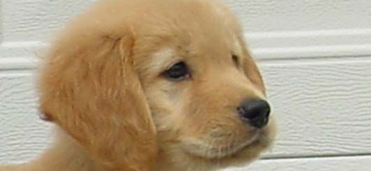 Golden retriever, akc, Breeder, legend golden retrievers, AKC, Breeder, AKC breeder, AKC breeder of Merit, Legend, Legenddogs, Legend Goldens, Legend golden retrievers, golden retriever, golden retriever puppies, golden retriever puppies for sale, golden retriever puppy, english cream golden retriever, mini golden retriever, red golden retriever, black golden retriever, white golden retriever, golden retriever puppies for sale near me, golden retriever puppies near me, english golden retriever, golden retriever price, golden retriever doggy, golden retriever for sale, golden retriever lifespan, miniature golden retriever, golden retriever breeders, baby golden retriever, cute golden retriever, golden retriever baby, golden retriever bf, golden retriever breeders near me, golden retriever dog, golden retriever near me, golden retriever vs labrador, puppy golden retriever, red golden retriever puppies, American golden retriever, golden retriever colors, golden retriever puppy near me, canadian golden retriever, cream golden retriever, field golden retriever, golden retriever breeder, golden retriever for sale near me, golden retriever puppies ohio, golden retriever weight, brown golden retriever, dark golden retriever, english cream golden retriever puppies for sale, golden retriever boy, golden retriever breeder near me, golden retriever energy, golden retriever personality, golden retriever pup for sale, golden retriever puppies nc, golden retriever puppy for sale, labrador vs golden retriever AKC, Breeder, AKC breeder, AKC breeder of Merit, Legend, Legenddogs, Legend Goldens, Legend golden retrievers, golden retriever puppies, golden retriever puppies for sale, golden retriever puppy, golden retriever puppies for sale near me, golden retriever puppies near me, puppy golden retriever, red golden retriever puppies, golden retriever puppy near me, golden retriever puppies ohio, english cream golden retriever puppies for sale, golden retriever puppies nc, golden retriever puppy for sale, golden retriever puppies for sale $200, white golden retriever puppies, cute golden retriever puppies, english cream golden retriever puppies, golden retriever puppies indiana, golden retriever puppies mn, golden retriever puppies wisconsin, golden retriever puppy price, puppy for sale golden retriever, english golden retriever puppies, golden retriever puppies az, golden retriever puppies colorado, golden retriever puppies florida, golden retriever puppies georgia, golden retriever puppies oregon, golden retriever puppy for sale near me, labrador puppy vs golden retriever, red golden retriever puppies for sale, akc golden retriever puppies, golden retriever puppies iowa, golden retriever puppies price, black golden retriever puppy, cute golden retriever puppy, golden retriever puppies near me for sale, golden retriever puppies virginia, labrador golden retriever puppy, royal canin golden retriever puppy, cream golden retriever puppies, golden retriever puppies alabama, golden retriever puppies ct, golden retriever puppies houston, golden retriever puppies illinois, golden retriever puppies maine, golden retriever puppies michigan, golden retriever puppies photos, golden retriever puppies san diego, golden retriever puppies texas, golden retriever puppy photos, newborn golden retriever puppies, golden retriever puppies for sale in michigan, golden retriever puppies in michigan, golden retriever puppies for sale in ohio, AKC, Breeder, AKC breeder, AKC breeder of Merit, Legend, Legenddogs, Legend Goldens, Legend golden retrievers, , golden retriever puppies for sale, golden retriever puppies for sale near me, golden retriever for sale, golden retriever for sale near me, english cream golden retriever puppies for sale, golden retriever pup for sale, golden retriever puppy for sale, golden retriever puppies for sale $200, puppy for sale golden retriever, golden retriever puppy for sale near me, golden retriever pups for sale near me, red golden retriever puppies for sale, golden retriever sale, miniature golden retriever for sale, golden retriever puppies near me for sale, adult golden retriever for sale, english cream golden retriever for sale, english golden retriever puppies for sale, golden retriever dogs for sale, golden retriever near me for sale, red golden retriever for sale, english cream golden retriever puppies for sale near me, white golden retriever puppies for sale, golden retriever litter for sale, golden retriever puppies for sale in pa, golden retriever puppies for sale los angeles, miniature golden retriever for sale near me, black golden retriever puppies for sale, golden retriever on sale, golden retriever puppies for sale in michigan, golden retriever puppies for sale in mn, golden retriever puppies for sale in texas, baby golden retriever for sale, black golden retriever for sale, black golden retriever puppy for sale, english golden retriever for sale, golden retriever puppies for sale $500, golden retriever puppies for sale chicago, golden retriever puppies for sale in nc, golden retriever puppies for sale in nj, golden retriever puppies for sale in ohio, golden retriever puppies for sale near me under $500, golden retriever puppies sale, mini golden retriever for sale near me, small golden retriever for sale, dark red golden retriever puppies for sale, golden retriever puppies for sale in az, golden retriever puppies for sale in ct, golden retriever puppies for sale michigan, golden retriever puppies for sale ohio, golden retriever puppies in michigan for sale, golden retriever breeders, AKC, Breeder, AKC breeder, AKC breeder of Merit, Legend, Legenddogs, Legend Goldens, Legend golden retrievers, golden retriever breeders near me, golden retriever breeders florida, golden retriever breeders colorado, golden retriever breeders in ma, golden retriever breeders texas, best golden retriever breeders, english cream golden retriever breeders, golden retriever breeders georgia, golden retriever breeders in pa, golden retriever breeders nc, golden retriever breeders ohio, golden retriever breeders wisconsin, golden retriever breeders california, golden retriever breeders ct, golden retriever breeders illinois, golden retriever breeders michigan, golden retriever breeders mn, golden retriever breeders nj, golden retriever breeders indiana, golden retriever breeders va, red golden retriever breeders, golden retriever breeders az, golden retriever breeders in nh, golden retriever breeders maryland, golden retriever breeders ny, golden retriever breeders oregon, golden retriever breeders sc, golden retriever breeders washington, akc golden retriever breeders, english cream golden retriever breeders near me, english golden retriever breeders, golden retriever breeders north carolina, golden retriever dog breeders near me, mini golden retriever breeders, golden retriever breeders alabama, golden retriever breeders in iowa, golden retriever breeders in maine, golden retriever breeders in mn, golden retriever breeders in nc, golden retriever breeders in new england, golden retriever breeders in tn, golden retriever breeders minnesota, golden retriever breeders missouri, golden retriever breeders new england, golden retriever puppy breeders, wisconsin golden retriever breeders, field golden retriever breeders, golden retriever breeders houston,