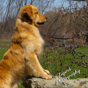 Legend Golden Retriever Puppy