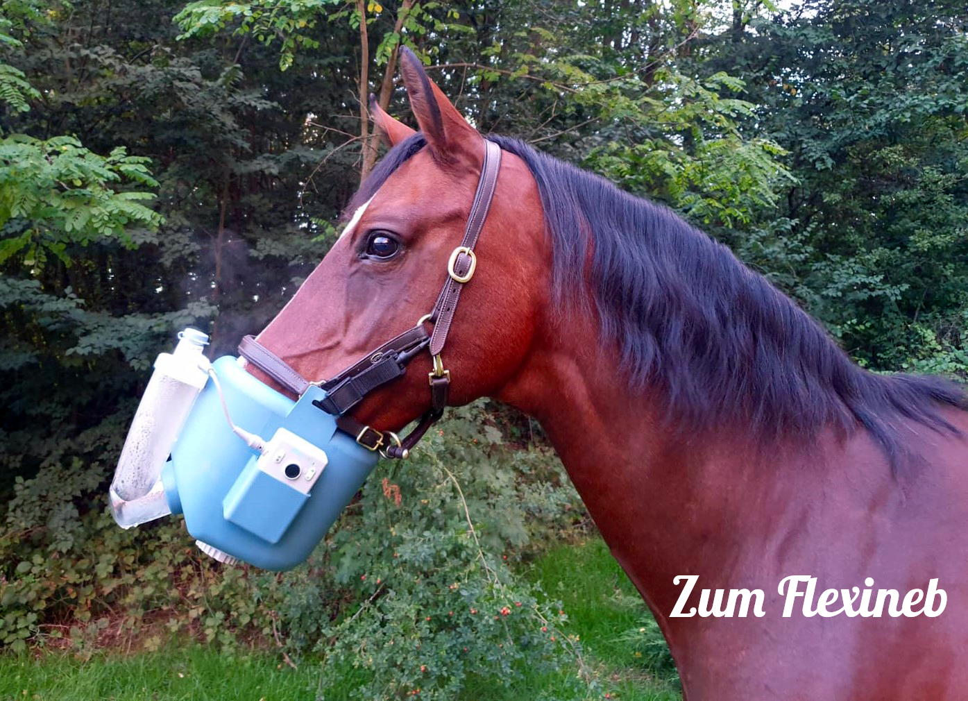 zum Flexineb Flexineb Inhalationsmaske für Pferde Miete Verleih