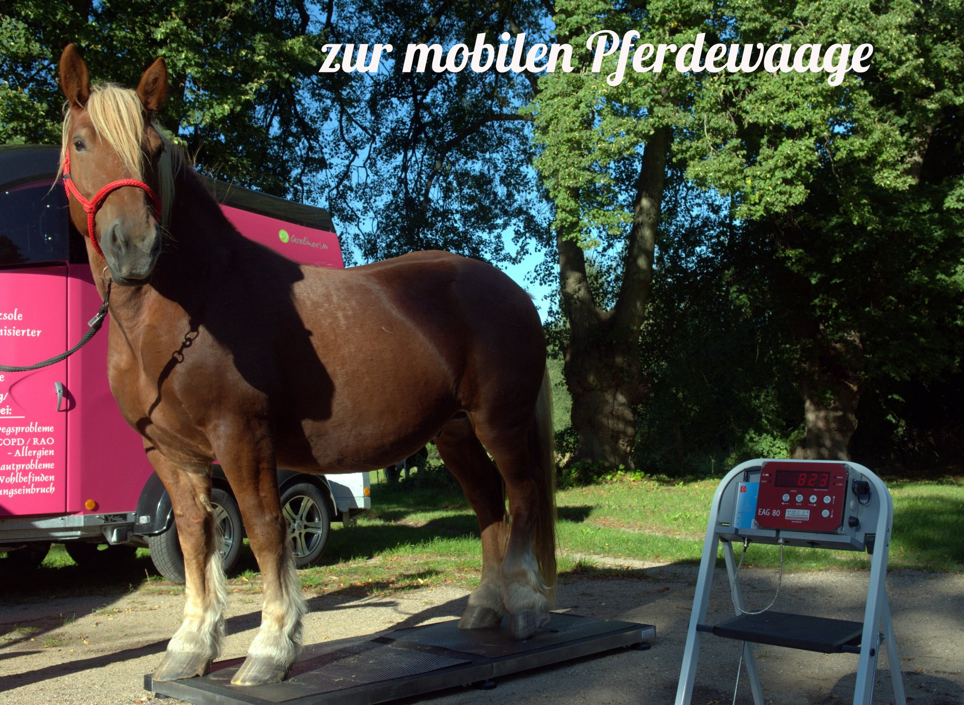 zur mobilen Pferdewaage mobile Pferdewaage, Pferdewaage, Pferd wiegen
