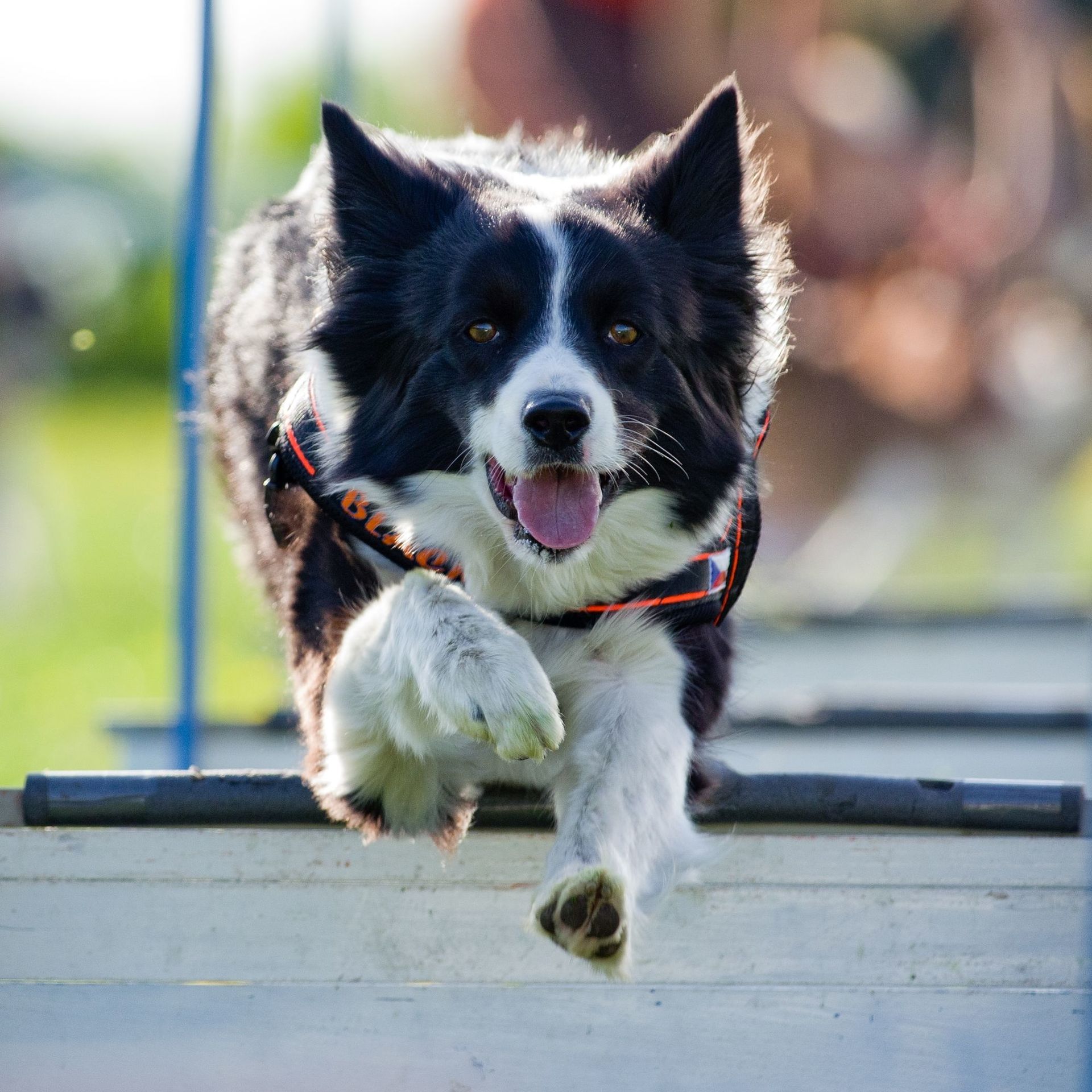 Dog Walker - Pet Sitter - Del Mar