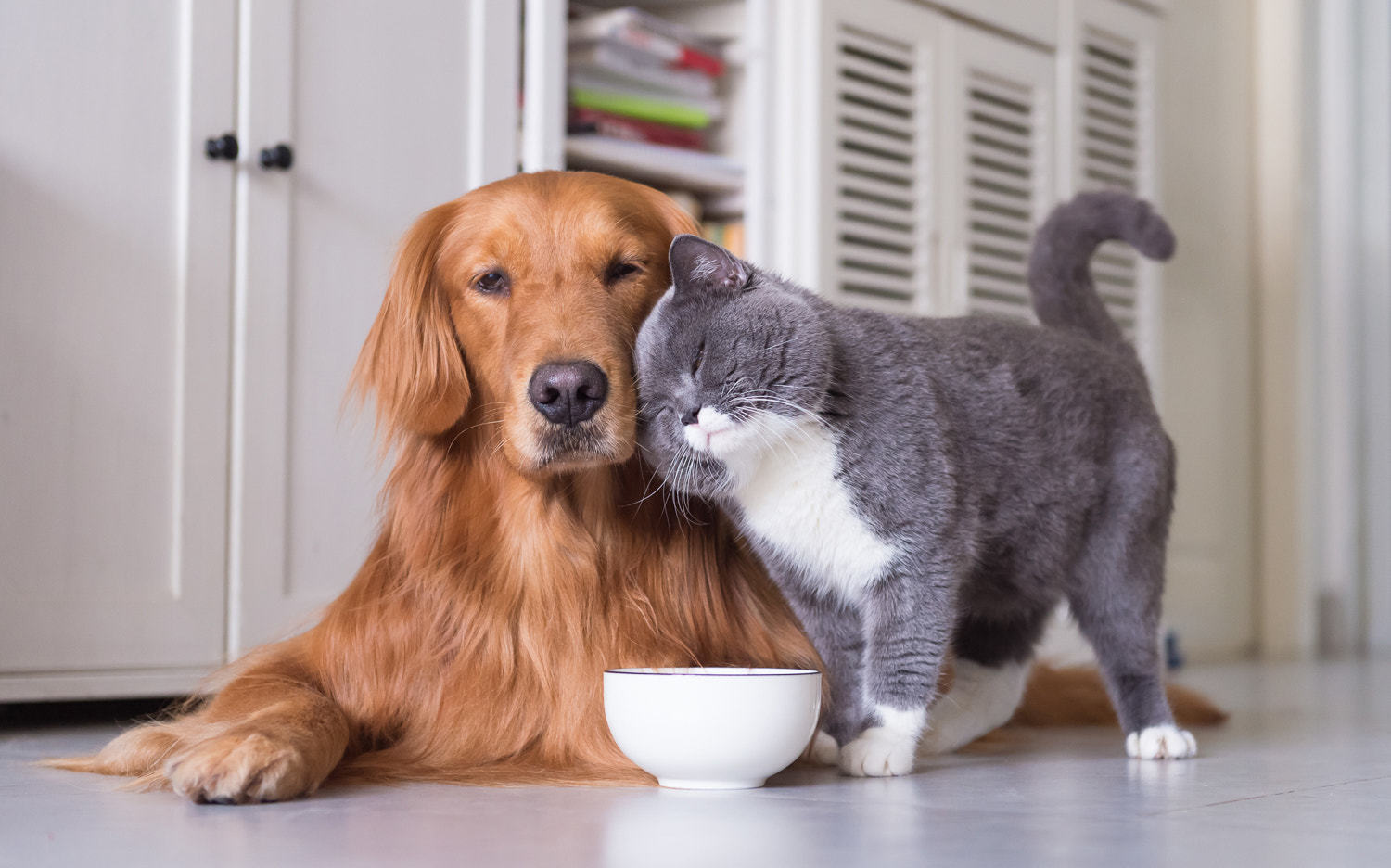 Cat and Dog Sitting at home