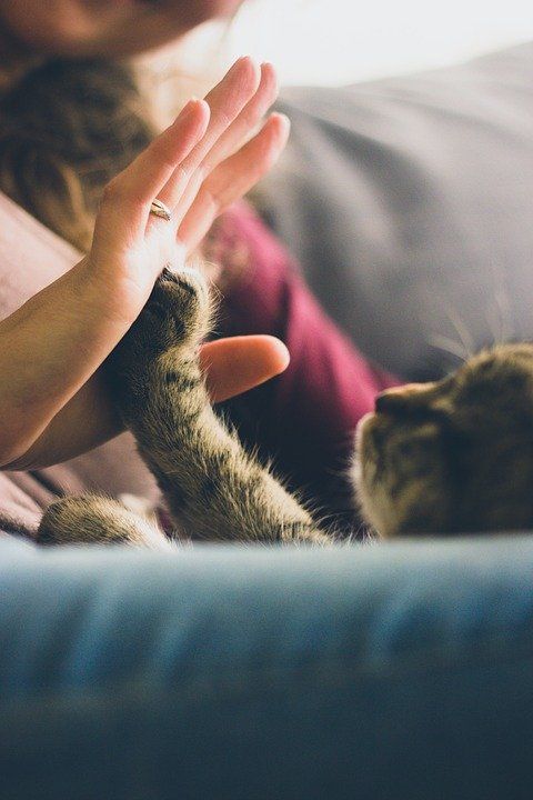 Gentle touch cat care