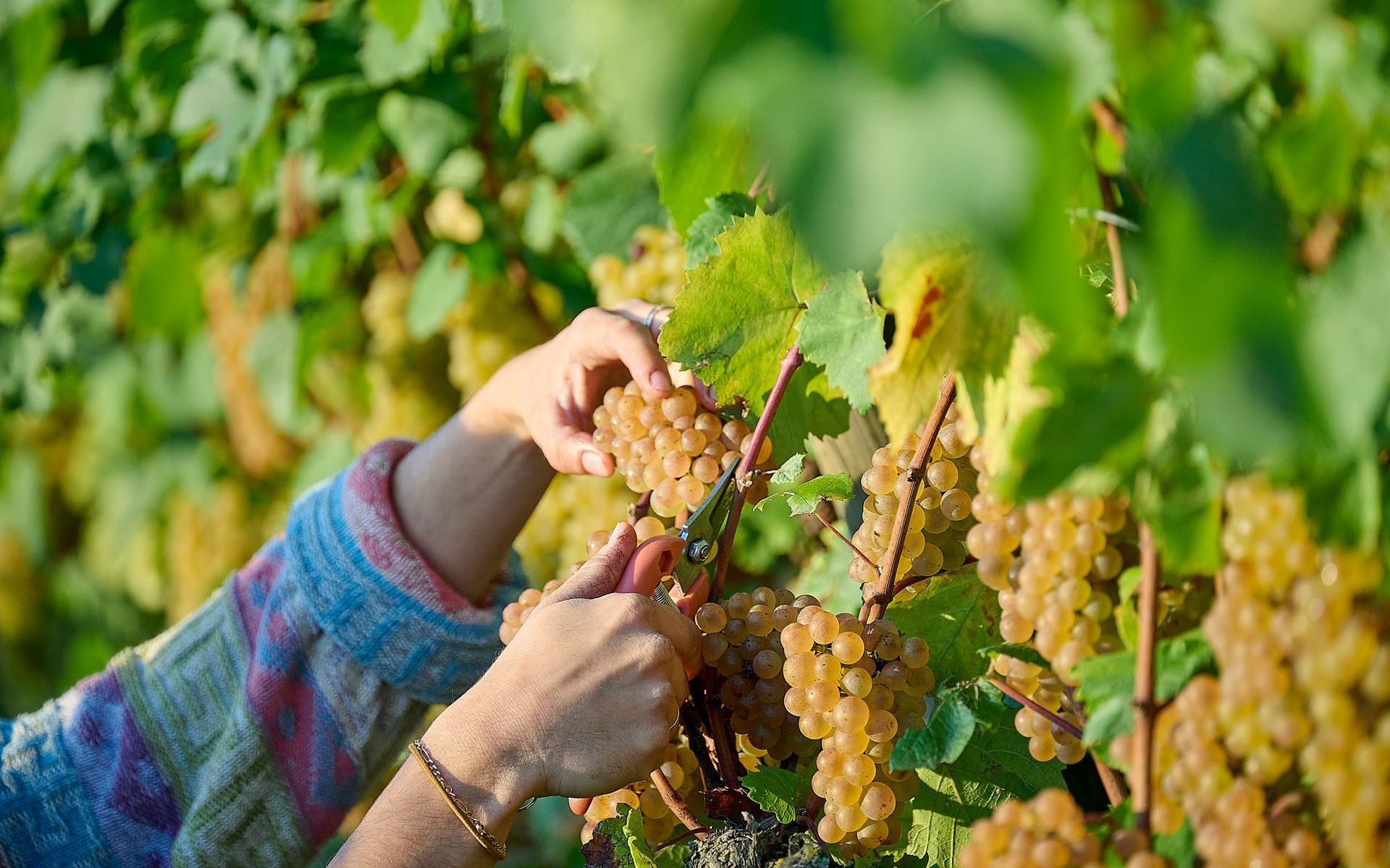 Vendanges à la main des Chardonnay