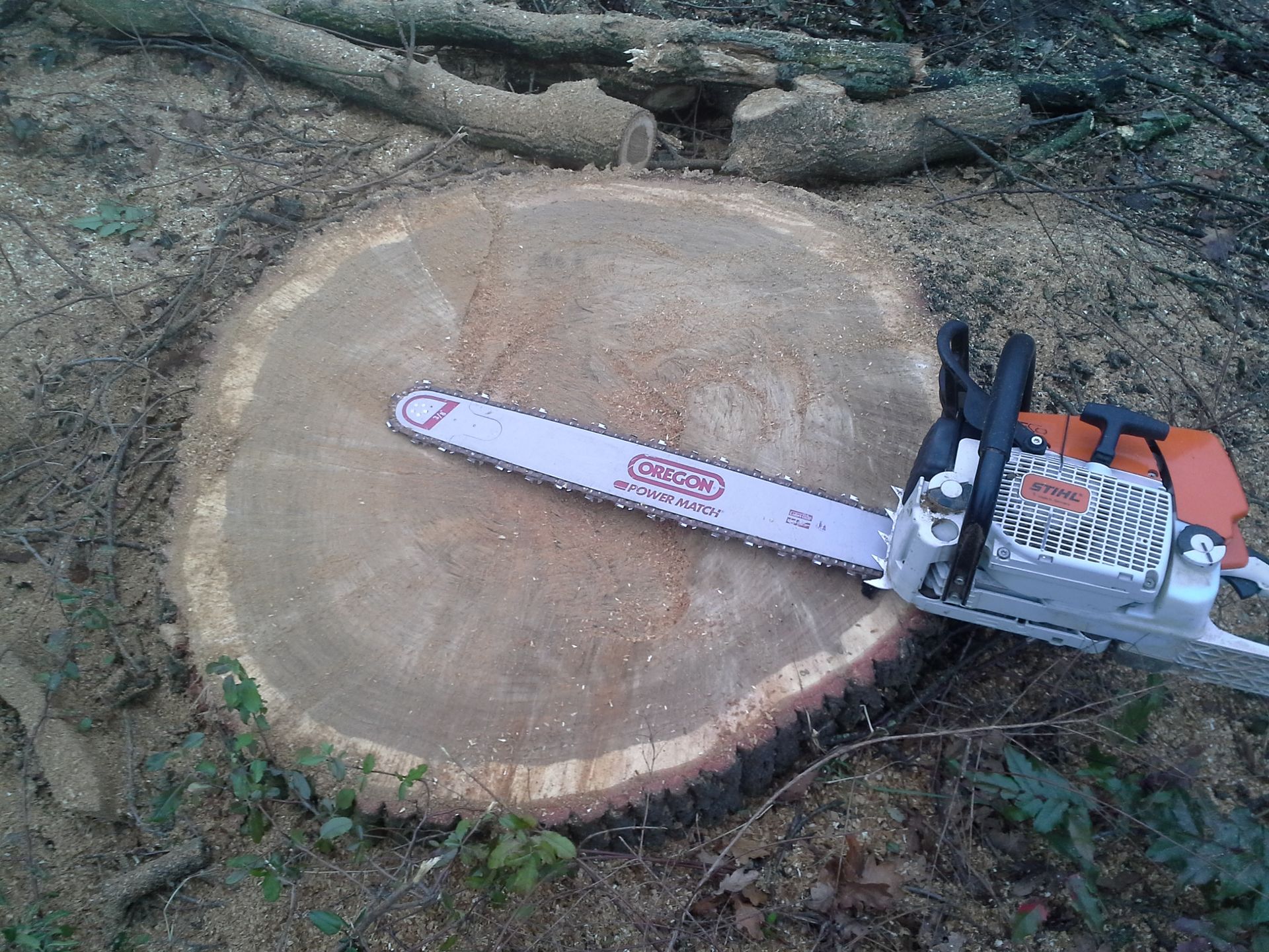 baumfaellung-hannover