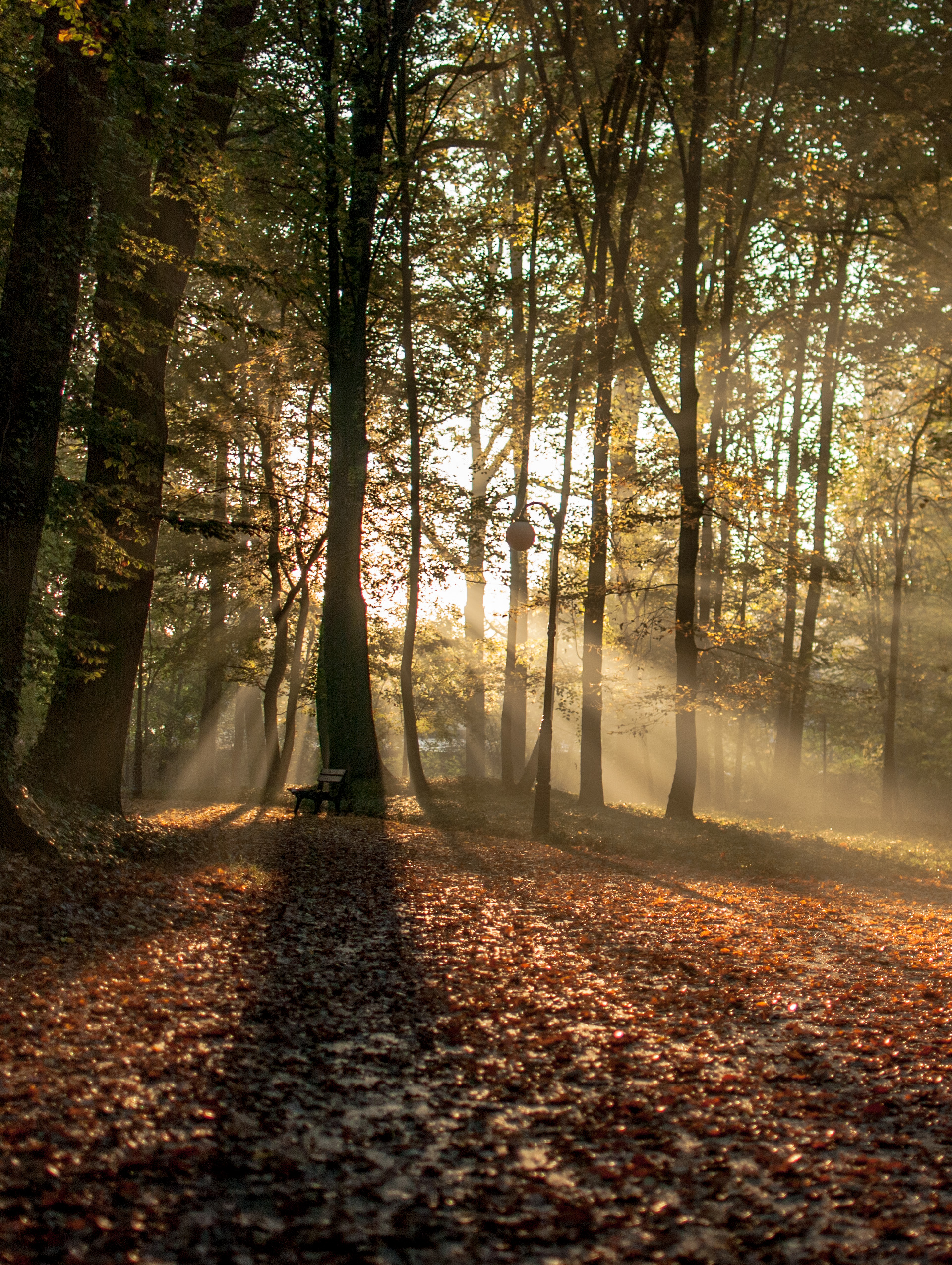 background_wood
