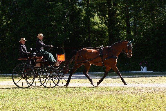 caballos; salud animal; María Ottenschläger; Austria;