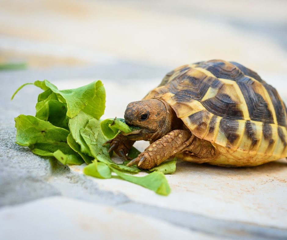 Gestione e Alimentazione di animali non convenzionali - Veterinario Erika Azzara