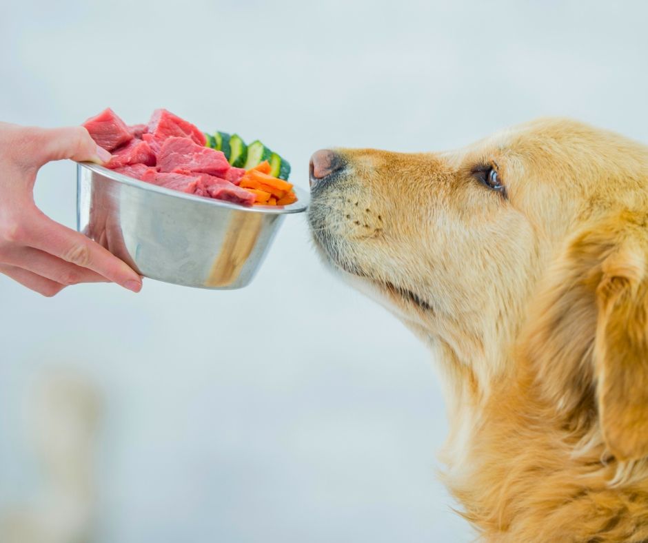 Nutrizione veterinaria personalizzata - Veterinario Erika Azzara