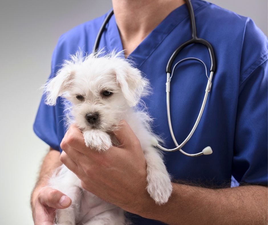 Secondo Parere su Diagnosi e Terapie - Veterinario Erika Azzara