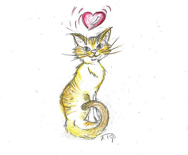 Timmy der Kater © Lisa Münzel