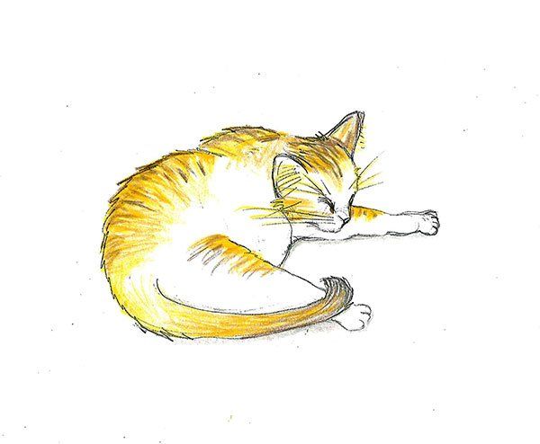 Timmy der Kater © Lisa Münzel