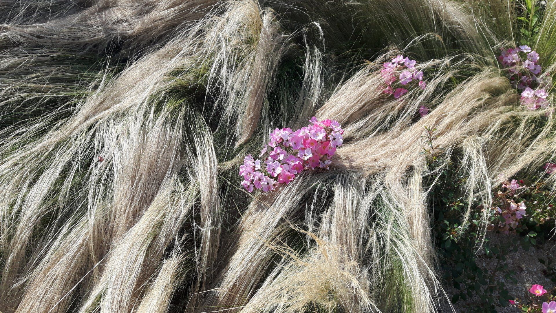 Ich träume eine erfreuliche Nachricht!