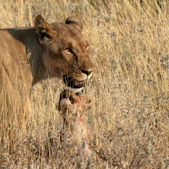 Etosha NP