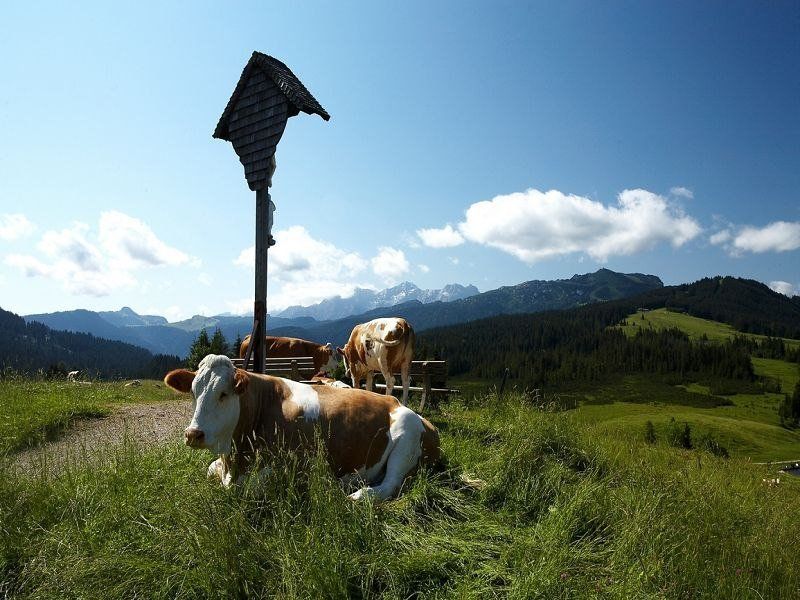 Ferienwohnung Kaiserblick Almblick Reit im Winkl Ski Urlaub