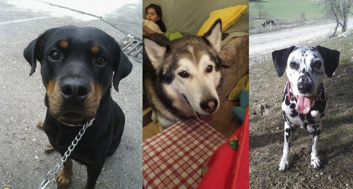 foto de perretes foto de perretes