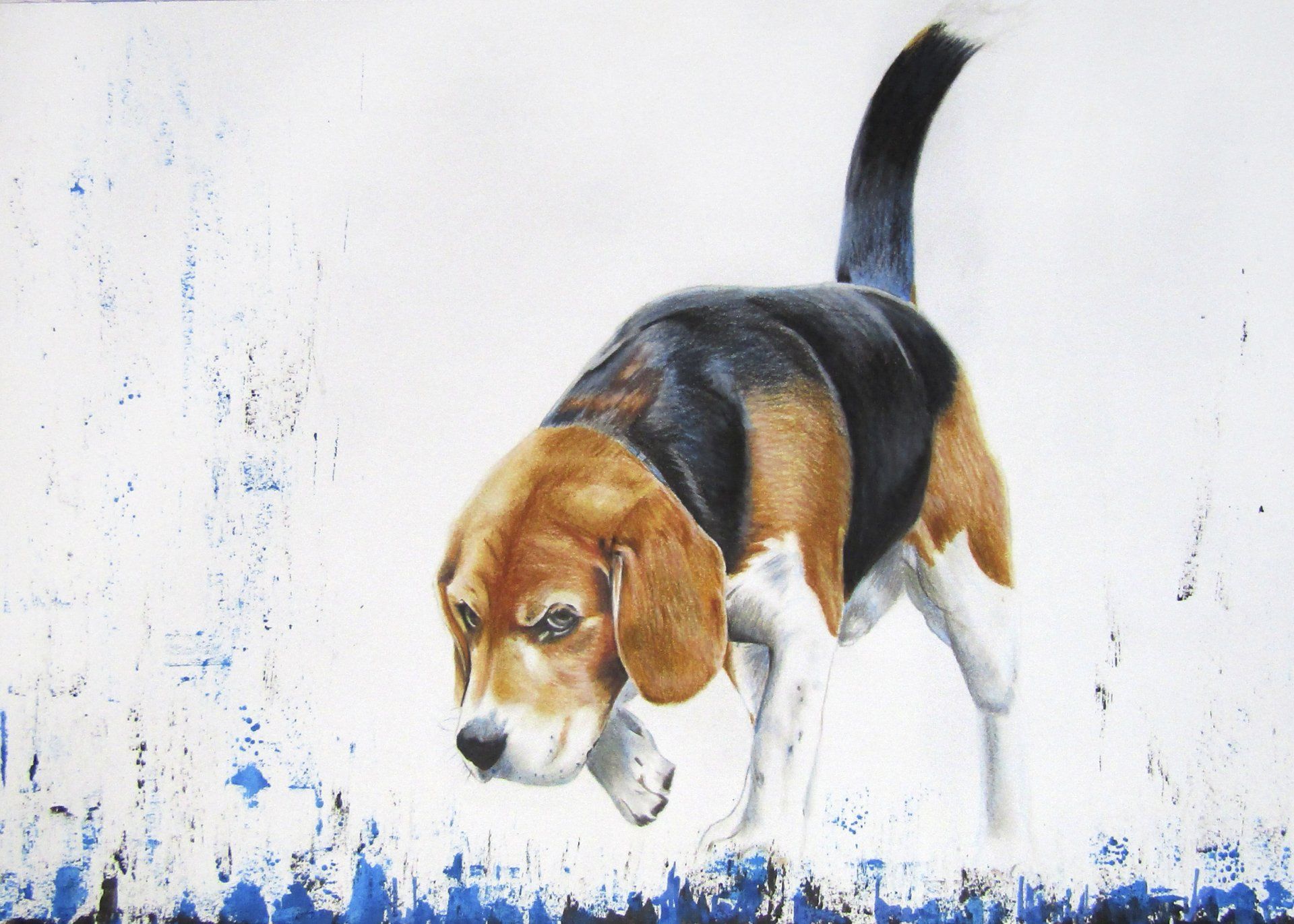 Beagle