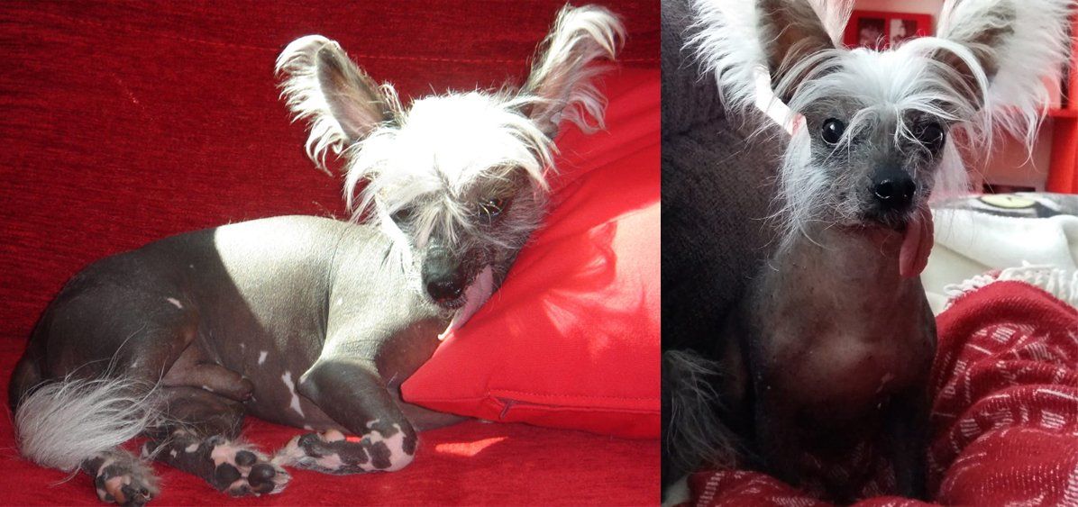 Foto de Chino Crestado Foto de Chino Crestado