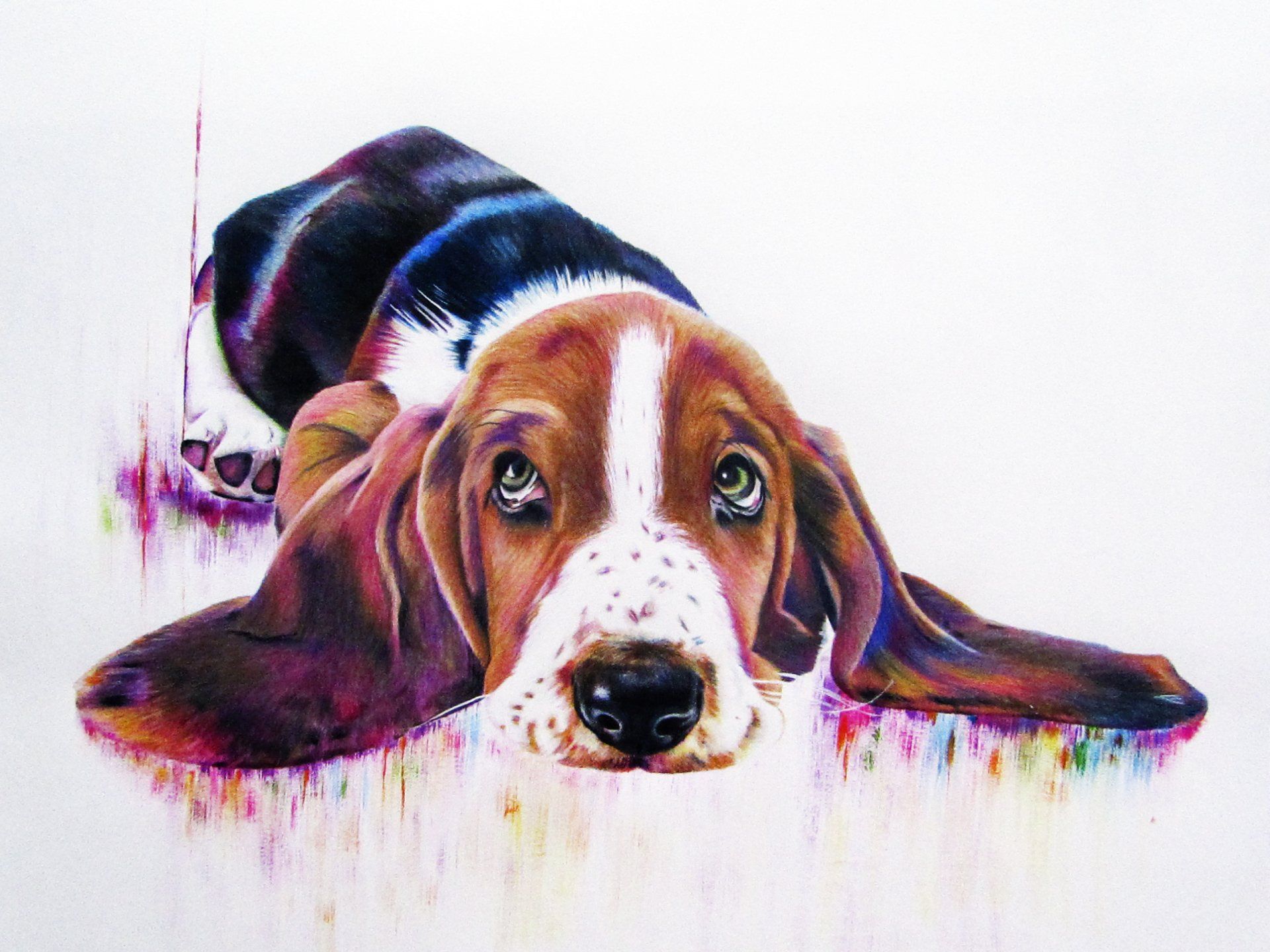 Basset Hound