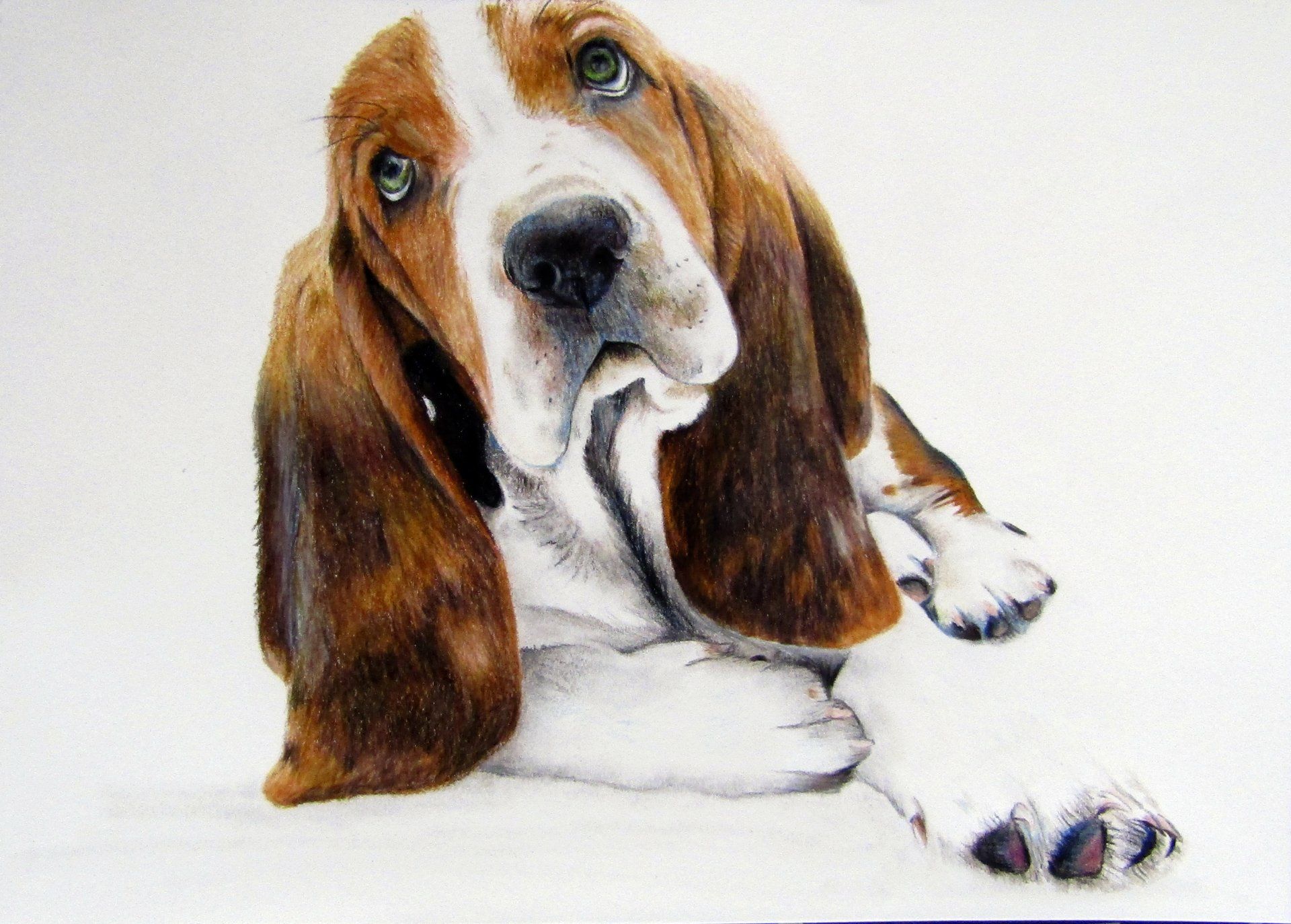 Basset Hound
