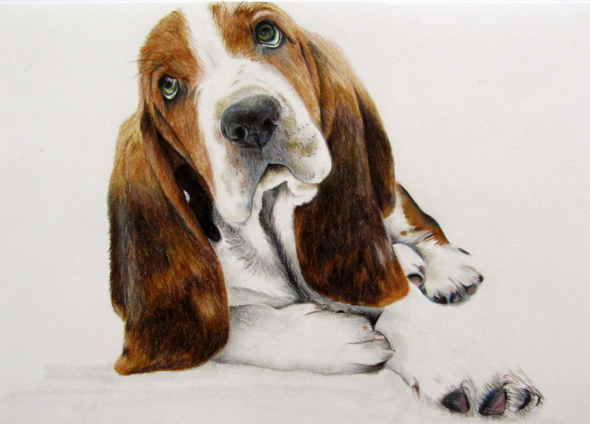 Basset Hound