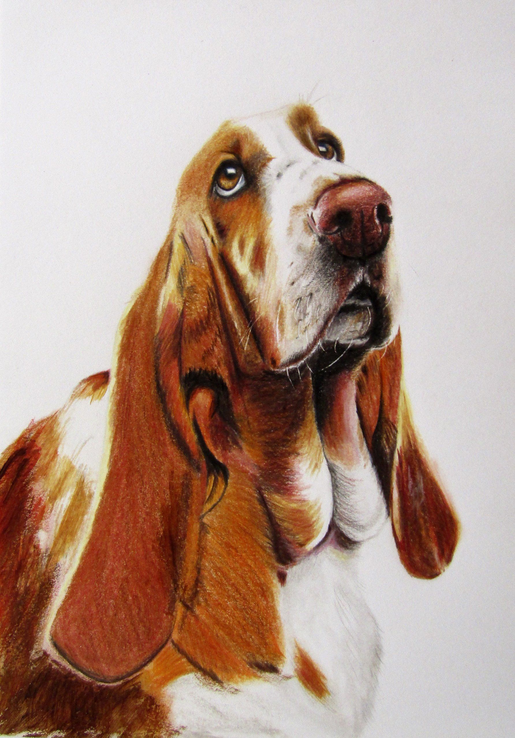 Basset Hound