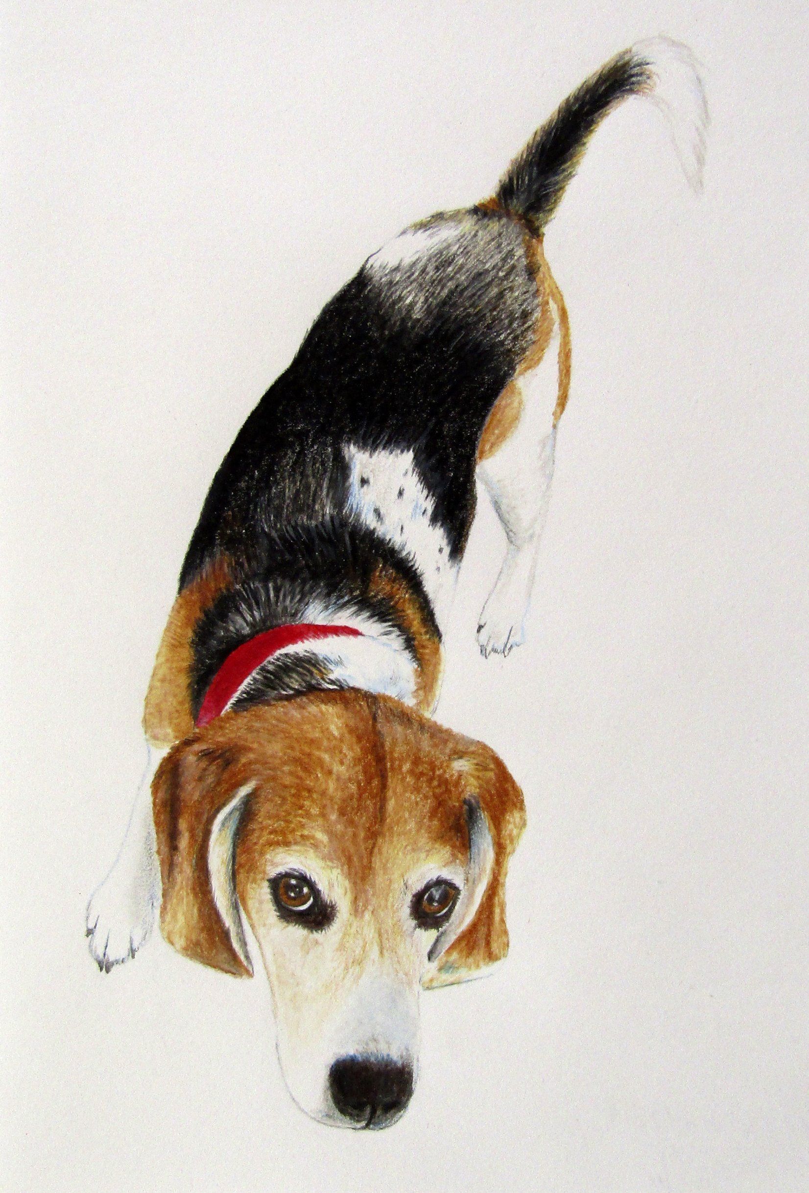 Beagle
