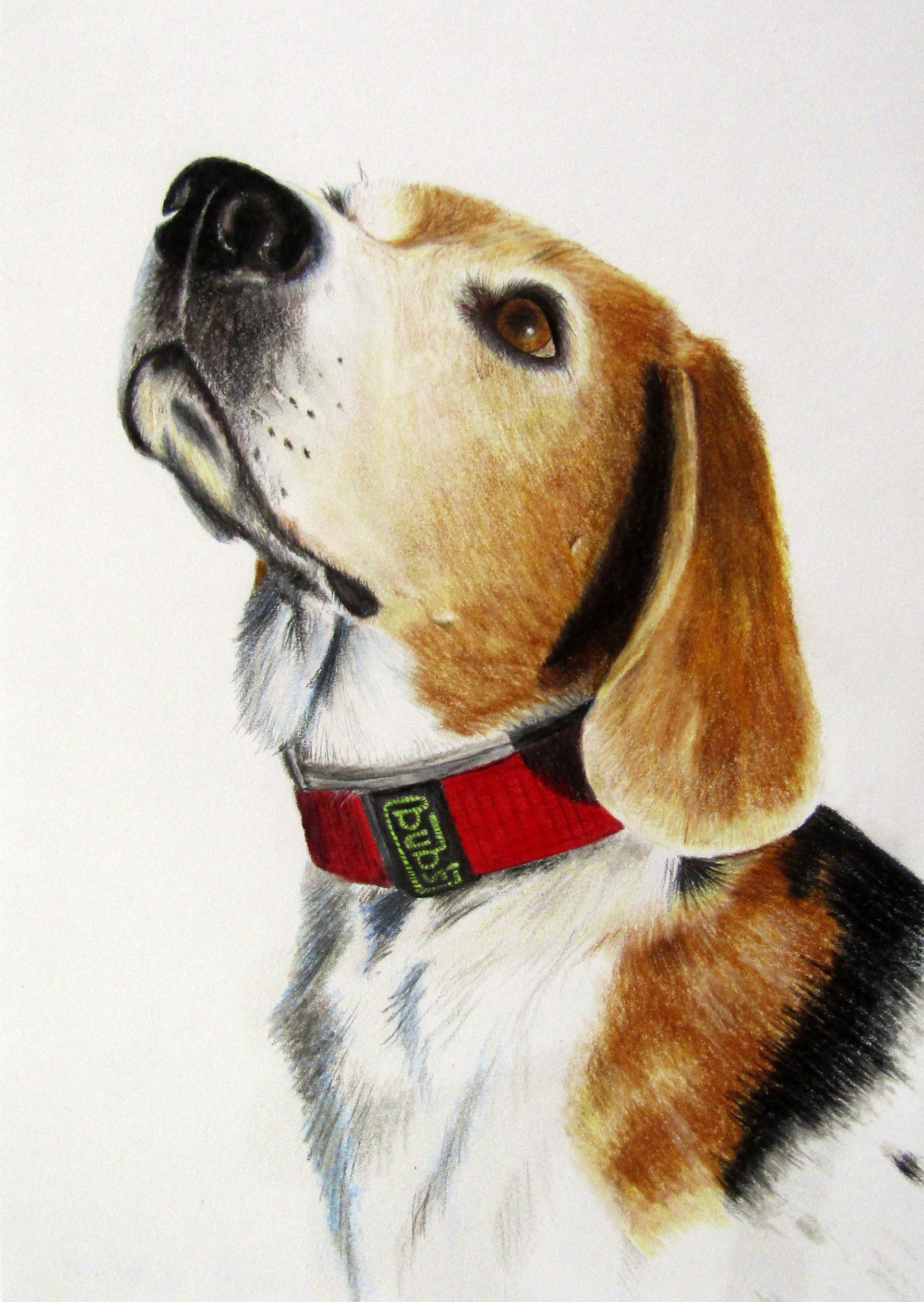 Beagle