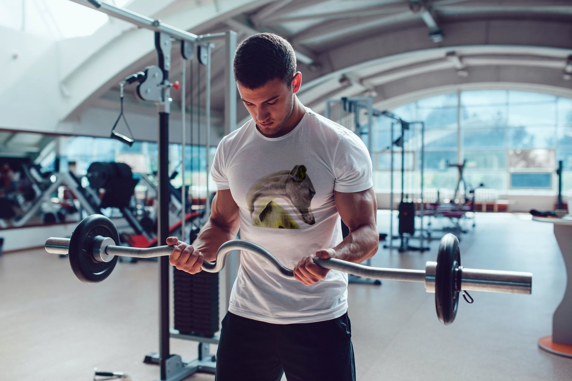 camiseta veraniega galgo Galgo