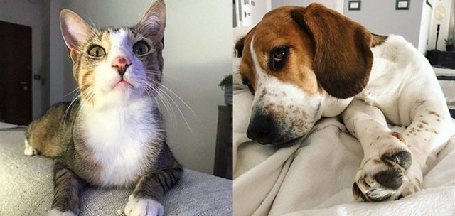 Retrato de un Gato y un Beagle Un Beagle llamado Camilla y un gato llamado Merlin