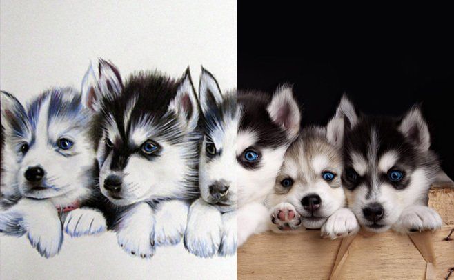 Retrato de Husky Retrato de Husky