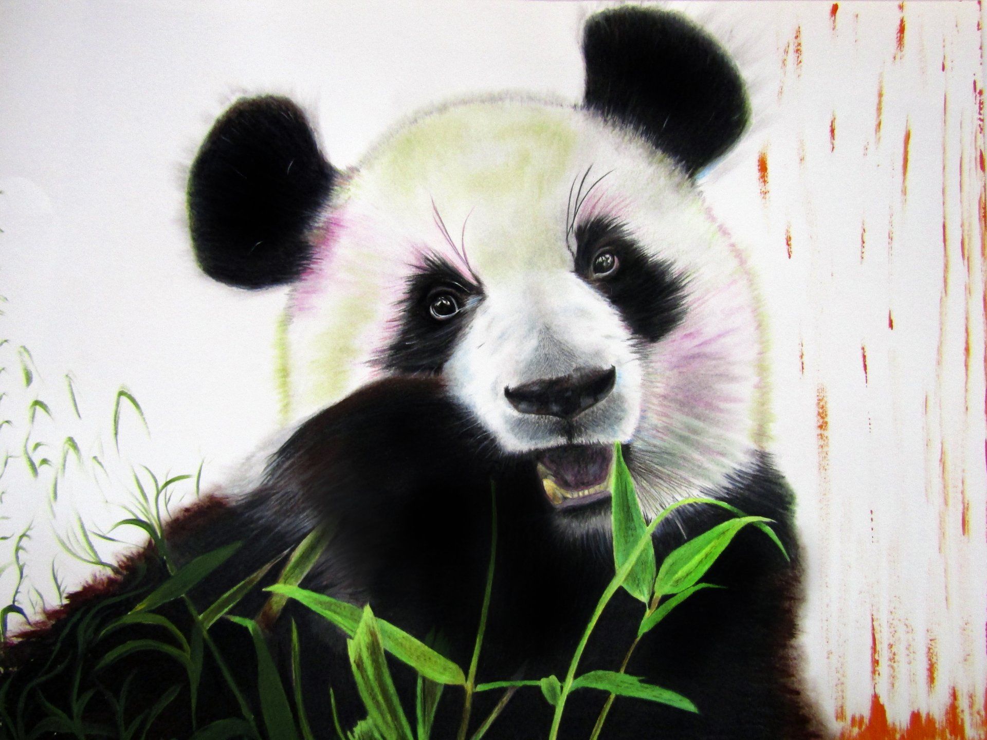 Oso panda