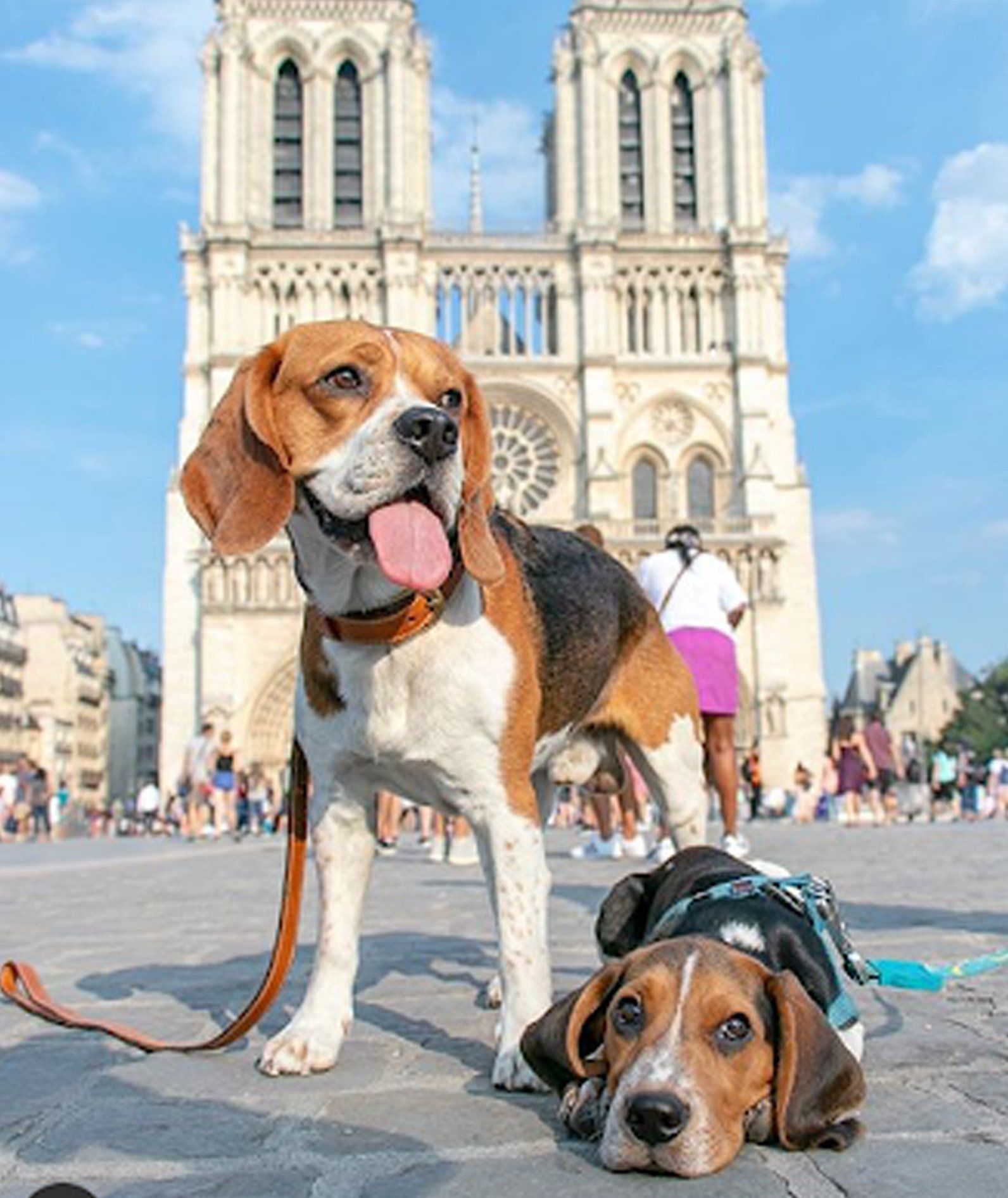 Retrato de MJ y Will, dos preciosos Beagles franceses Retrato de Beagles, MJ ( papa ) y Will ( Hijo ) de fondo La Catedral de Notre Dame