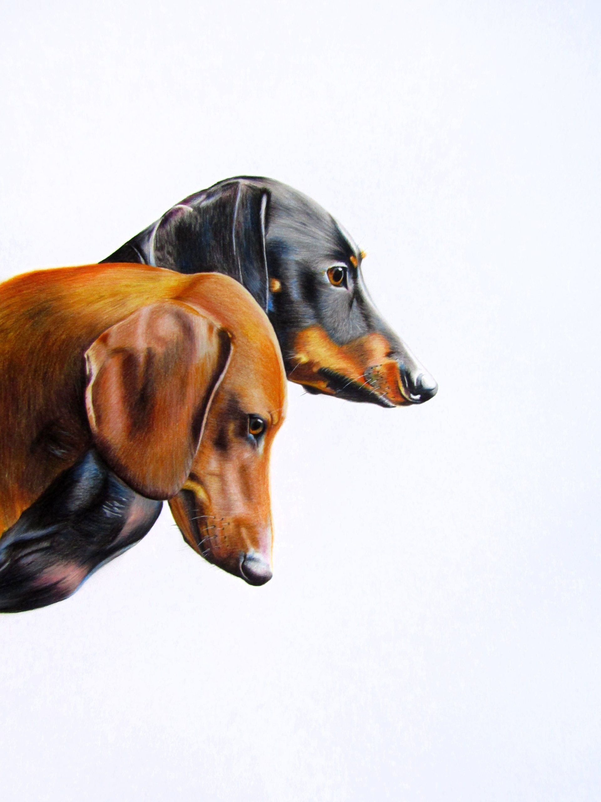 Dachshund