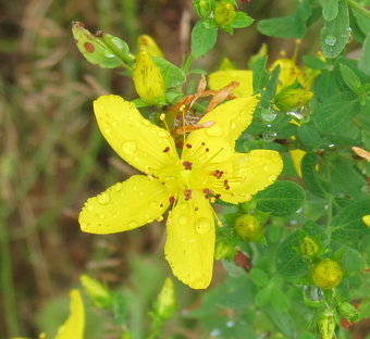 Bild: Anna Oakflower