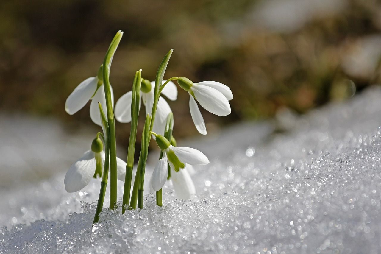 imbolc