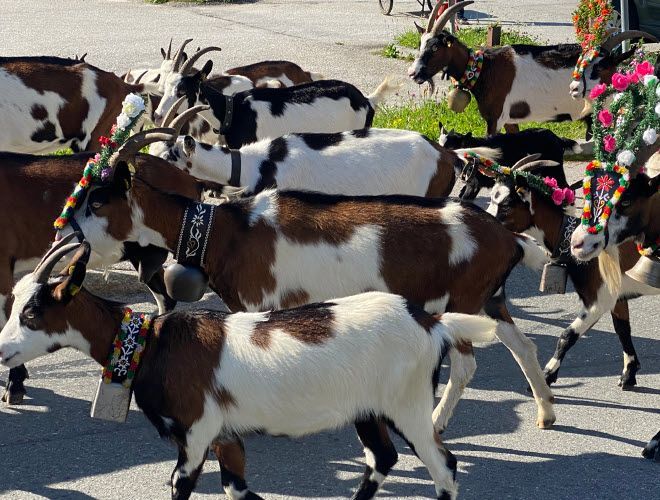 Almchalet-Ferienwohnung-Geierwally-Schlafen Almchalet-Ferienwohnung-Geierwally-Schlafen