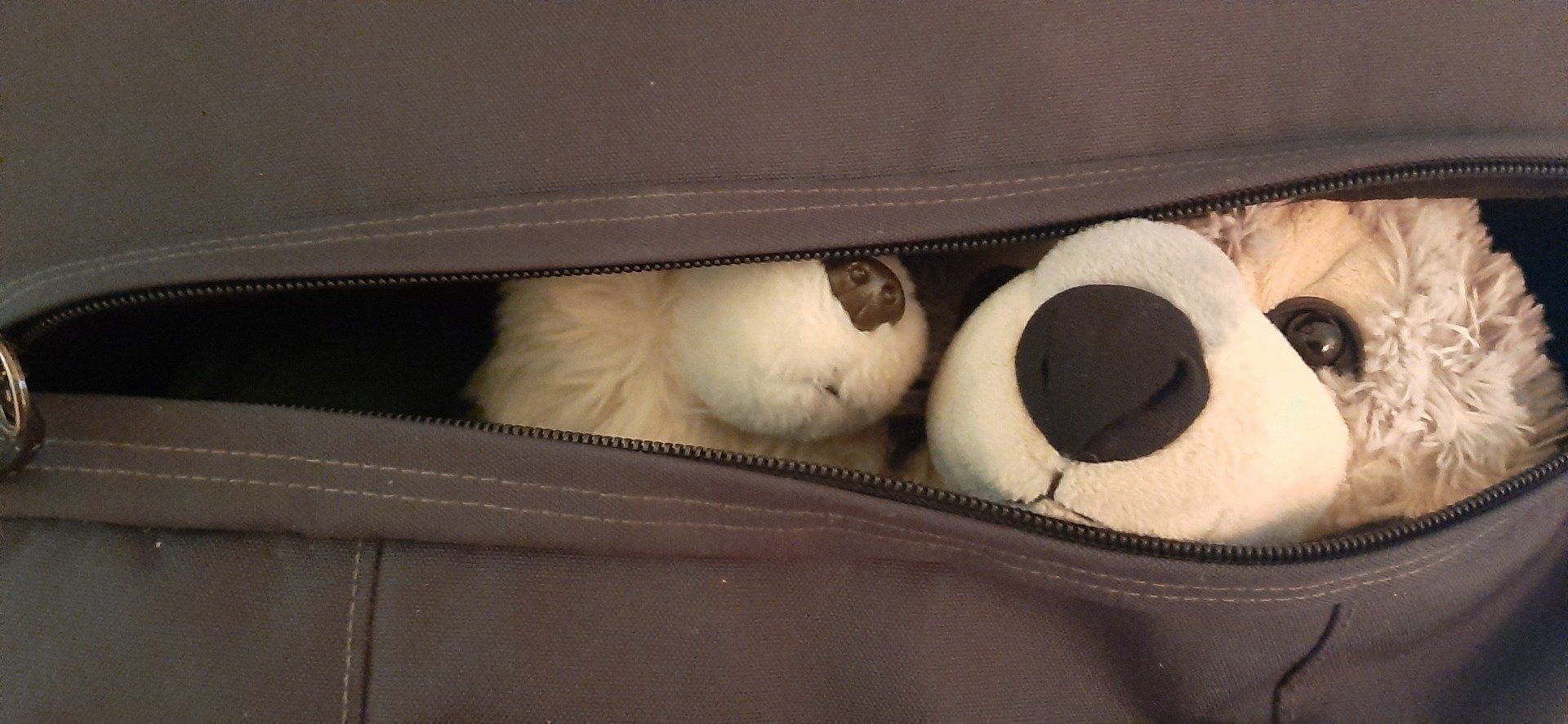 Die Wölfe Volleyball SFL Bremerhaven e.V.