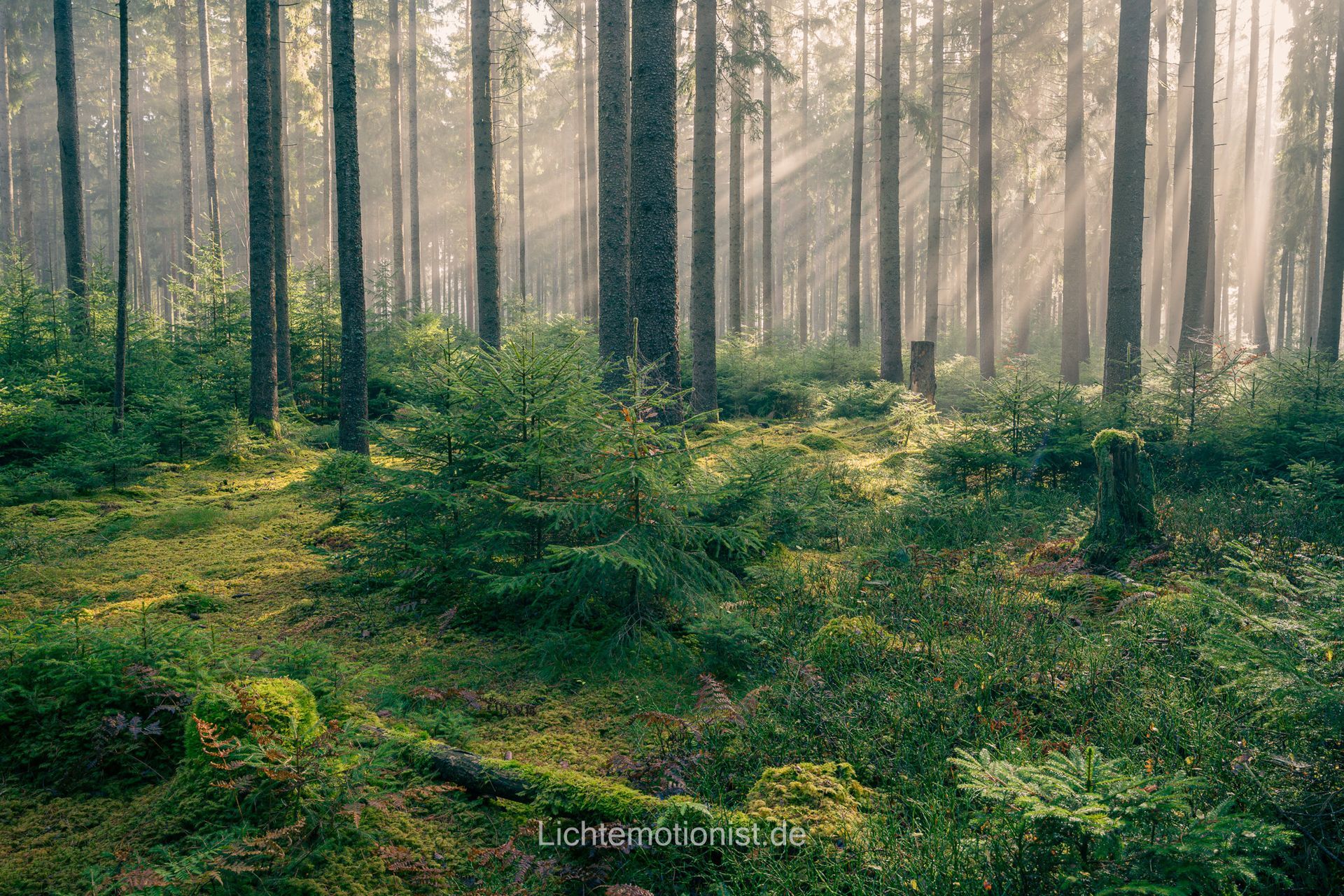 Donauquelle in Donaueschingen bei Sonnenaufgang