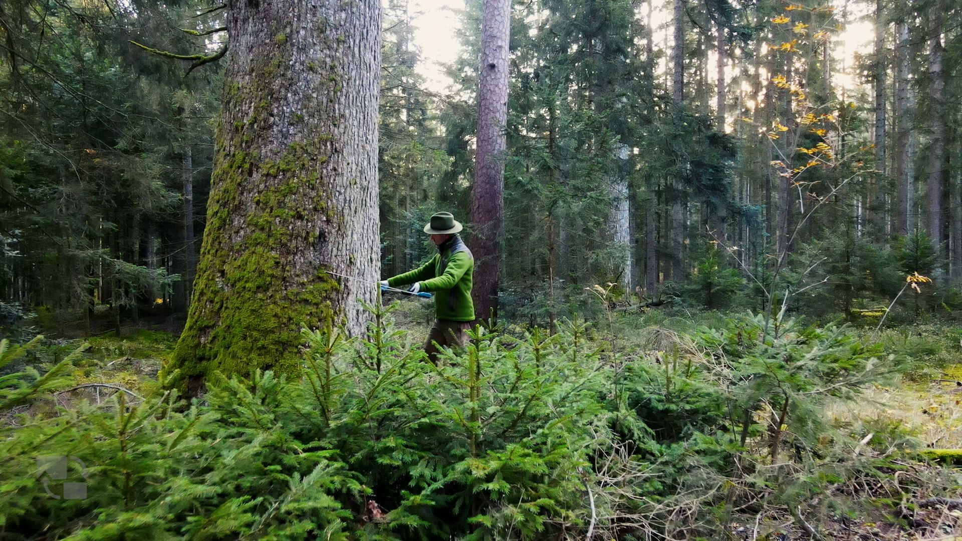 Der Baumguru nimmt uns mit in den Wald für eine Bauminspektion. Kommt mit auf ein Abenteuer!