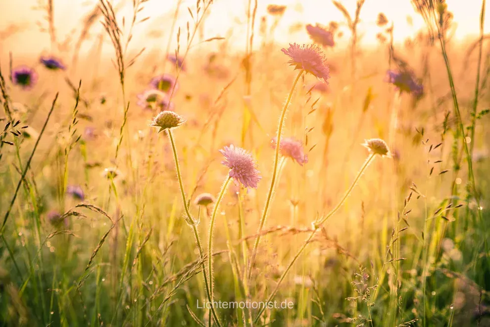 Donauquelle in Donaueschingen bei Sonnenaufgang
