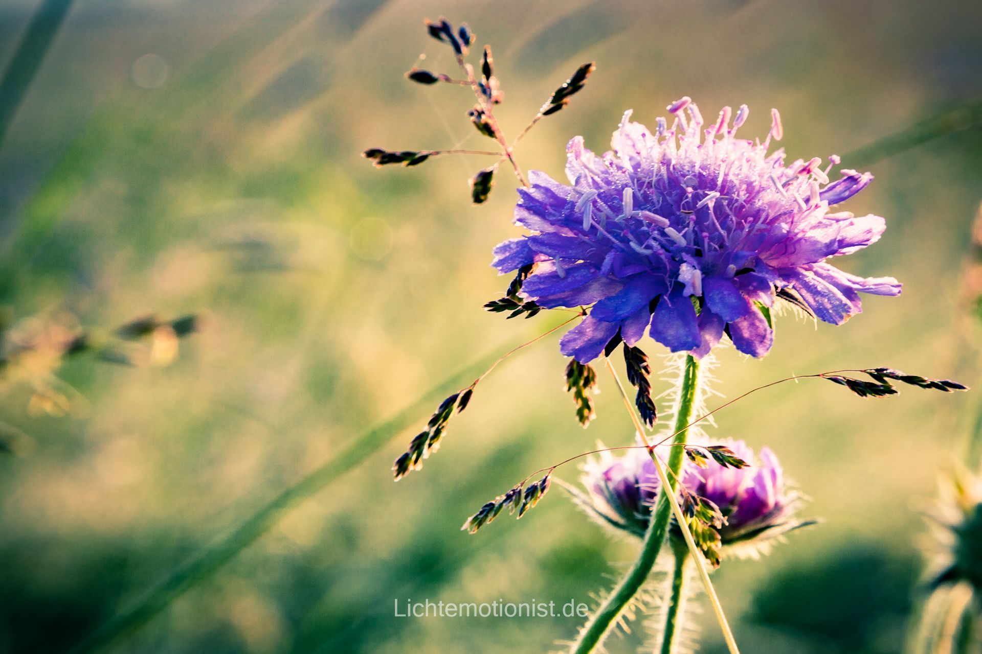 Blick unter Wasser in der Donauquelle in Donaueschingen